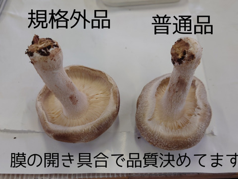 いわゆる普通品です。 800g
(肉厚は程よく大きさも程よい!)
the普通って感じです!