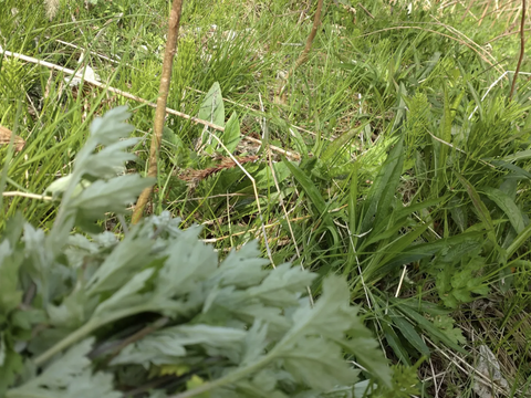 ヨモギ 【お徳用】30本✕６口分 ☆農薬、化学肥料、除草剤不使用の土壌