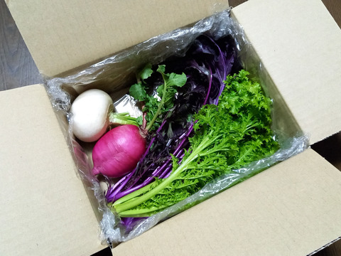 【宮崎県産】美味しい小松菜❗️(2kg)&カラフル野菜いいとこ取りセット⭐