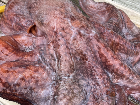 漁師の店　水タコ　タコ２本〜４本　1.5kg   浜茹で