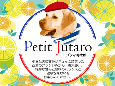 糖度12度！ 小さな果実に甘みがギュッ！ 西浦ブランドみかん『プティ寿太郎』3kg ★2/25より順次発送予定 仲屋 海瀬農園