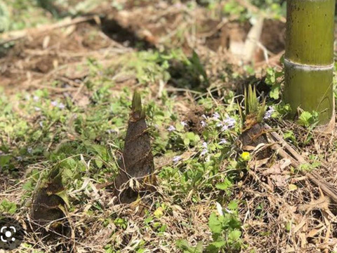 神農家®の天然庄内朝採れタケノコ（孟宗竹）1.5kg