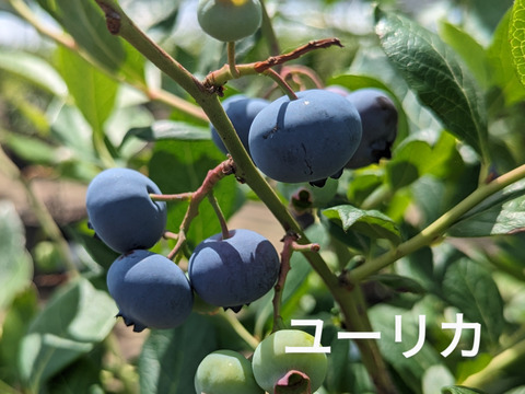 プリプリｯとした食感！高級ブルーベリー✨　ユーリカ　100g×6個