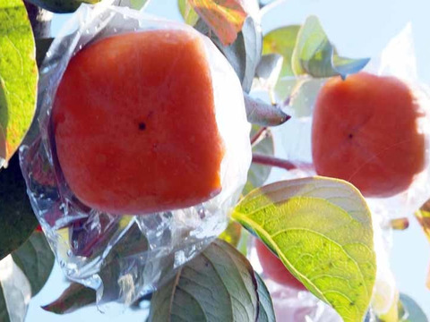 【贈答品】紀の川柿秀品糖度13度(10～12個入)黒蜜一杯の柿です(常温便）