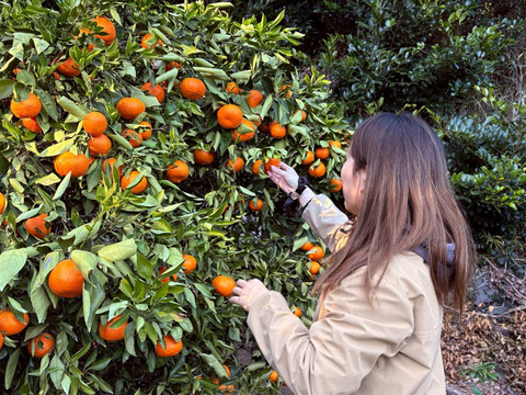 【アワード受賞】訳あり 熟成みかん『青島（あおしま）5kg』サイズ混合 ご家庭用 仲屋 海瀬農園 静岡県 西浦みかん 5キロ