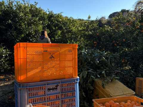 【アワード受賞】訳あり 熟成みかん『青島（あおしま）5kg』サイズ混合 ご家庭用 仲屋 海瀬農園 静岡県 西浦みかん 5キロ