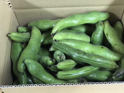 【朝どれ直送】どーんとそら豆！【旬の贅沢！】