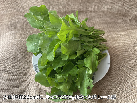 オーガニック ルッコラ　250ｇ