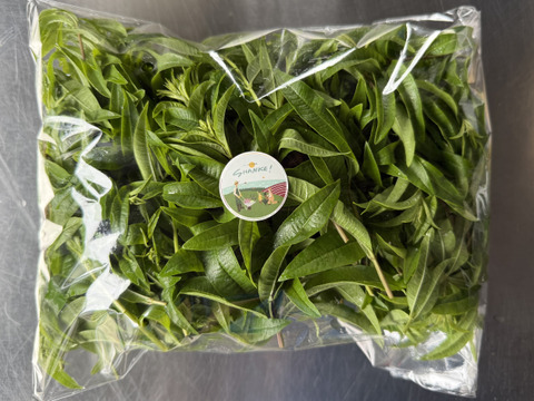 富山県産 レモンバーベナ 約150g フレッシュ バーベナ ベルベーヌ