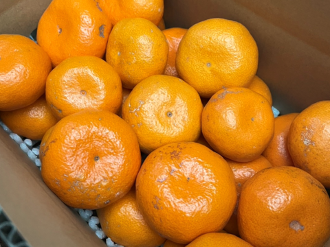 【アワード受賞】訳あり 熟成みかん『青島（あおしま）3kg』サイズ混合 ご家庭用 仲屋 海瀬農園 静岡県 西浦みかん 3キロ