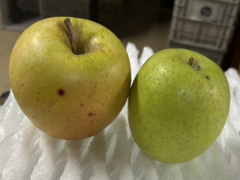 ★大人気★🍎葉とらずふじ🍏王林（家庭用１３～２０玉）約５キロ　ID124974