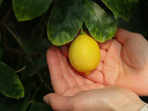 【使いきりサイズで便利！】冷蔵貯蔵の貯蔵レモン ワックス・除草剤不使用の皮ごと楽しめる国産リスボンレモン 小ぶりサイズ（2kg・冷蔵便）