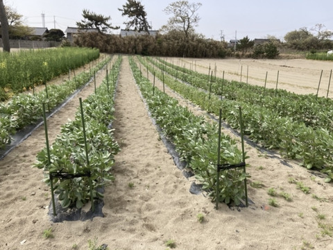【5月末から発送】初夏の味を是非！ソラマメ（2kg）