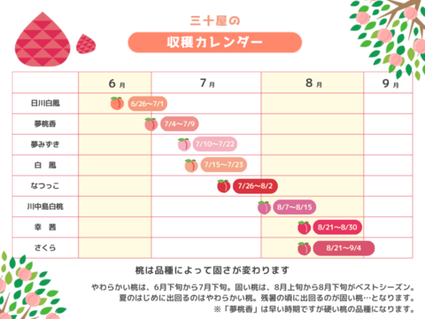 【６月下旬予約 100個限定】山梨市からお届け「三十屋」の木熟桃（1.5kg 大玉5個）