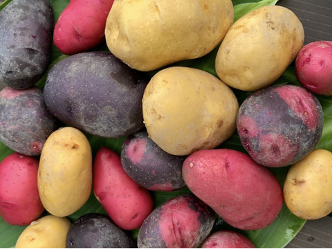 農薬化学肥料不使用‼︎今が旬！新じゃがカラフル詰め合わせ＆ローズマリー少量