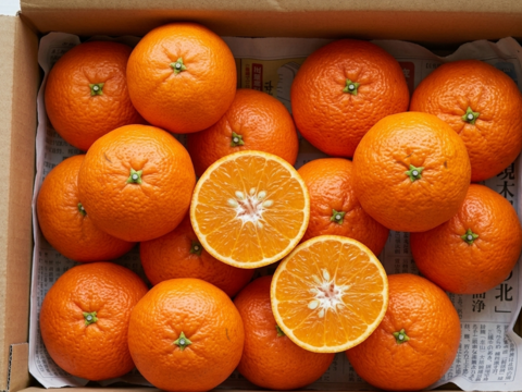 【濃縮、太陽の甘み】南津海（なつみ）　お試し１ｋｇ ご家庭用 農薬不使用 自然栽培 愛媛県