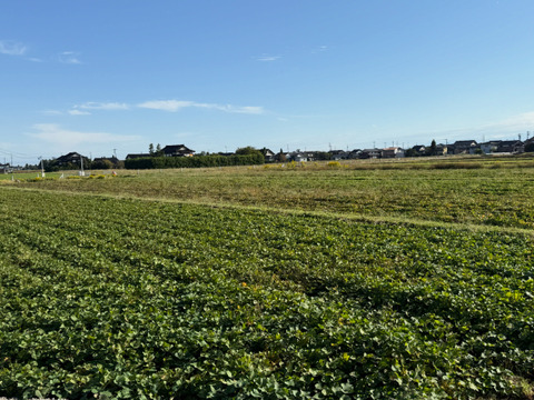 【熟成1か月超でお届け】クリーミーな密芋！富山県産 安納芋 10kg