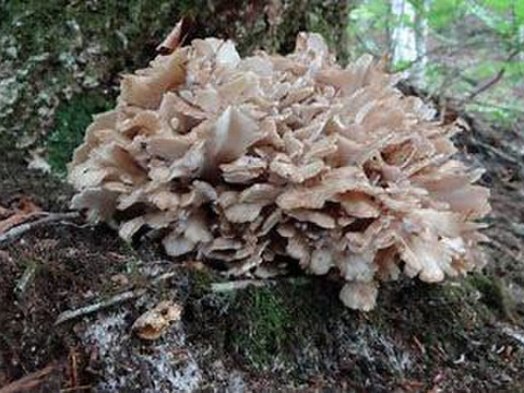 【あぴこ様専用商品】【おまけ市】『予約販売 山形県産 天然なめこ300g+天然まいたけ300gのセット』＋「鬼ぐるみ10個ｘ２」がつきます！