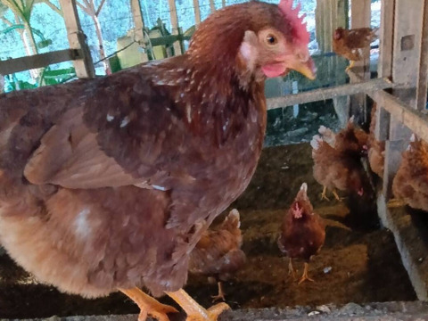 （冷蔵便）出荷当日の朝採り新鮮お届け致します！平飼い濃厚卵　アローカナ15個：純国産赤鶏あずさ15個計30個＋割れ保証