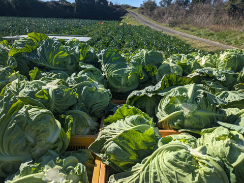 ともちゃん厳選！春の野菜セット