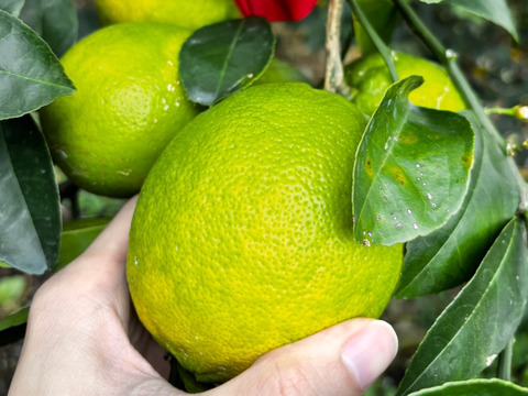 【朝市限定】西表島産 マイヤーレモン(2kg)