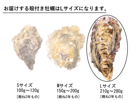かき大将 大粒 L/10個 三陸宮城女川産 殻付き 生牡蠣 生食用 3年もの！ フレッシュな牡蠣 ギフト のし対応可