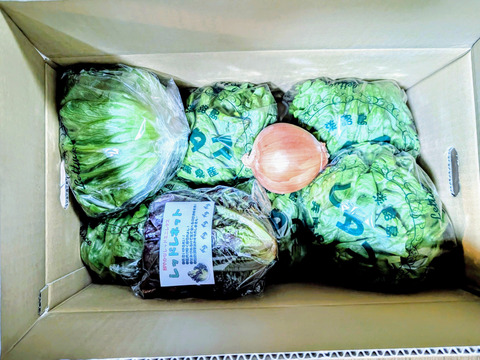 淡路島のシャキシャキレタス5玉🥬特別栽培農産物