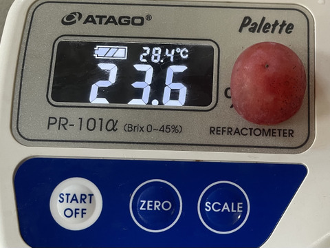 ク⑤【赤ブドウ・ クイーンニーナ】6房前後1.8kg前後　家庭用