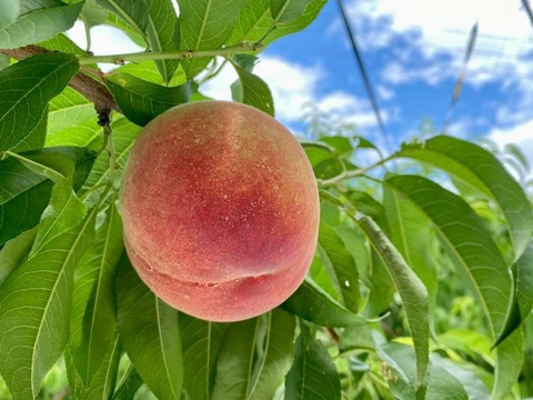 【７月上旬予約 100個限定】山梨市からお届け「三十屋」の木熟桃（2kg 大玉5～6個）