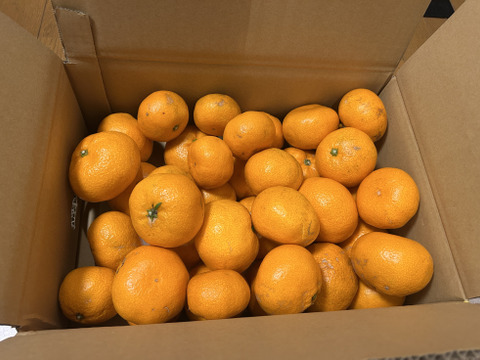 【訳あり】濃厚なコクと酸味がおいしい！有田みかん★早生★自家製堆肥栽培★大満足10kg★和歌山