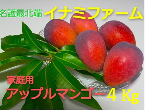 ★2026年予約開始★≪家庭用≫名護市最北端 イナミファームの家庭で楽しむ アップルマンゴー  ２ｋg×２箱セット