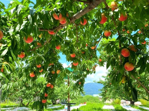 【６月下旬予約 100個限定】山梨市からお届け「三十屋」の木熟桃（1.5kg 大玉5個）