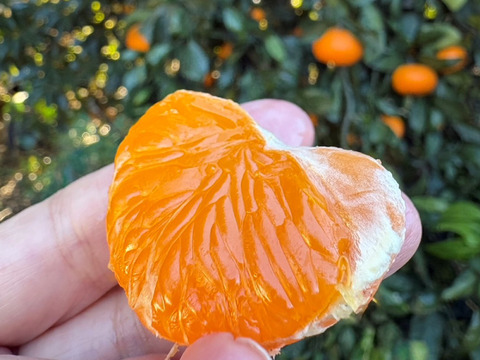 【アワード受賞】訳あり 熟成みかん『青島（あおしま）3kg』サイズ混合 ご家庭用 仲屋 海瀬農園 静岡県 西浦みかん 3キロ