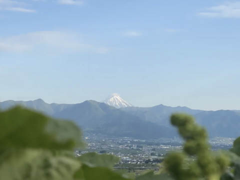 マイハート✖️シャインマスカット 計1kg