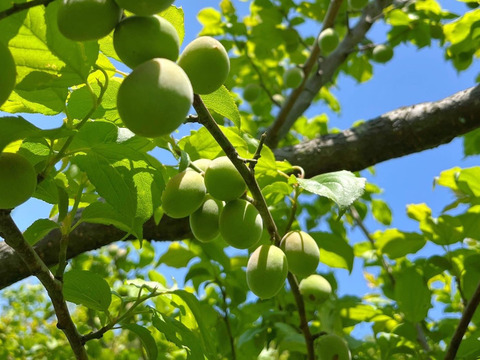 有機JAS和歌山県産青梅4kg青いダイヤ古城梅 安心のオーガニック 梅 6月上旬順次発送予定