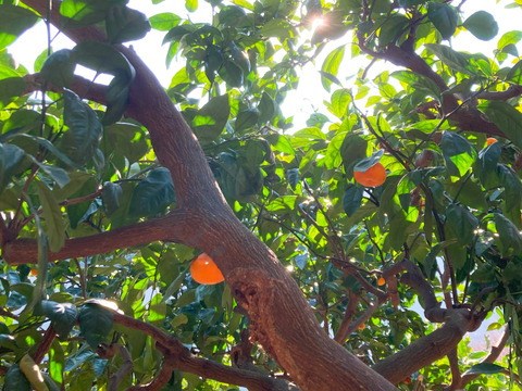 ジュース用訳あり品　甘くて濃厚青島みかん５ｋｇ（サイズ色々・糖度平均12度）