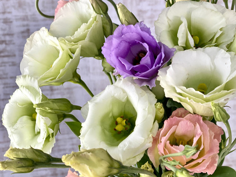 【トルコキキョウ10本】Fresh！朝どり出荷！トルコキキョウはふちがフリルのような花びらが美しいお花。ガラスの花瓶に飾ってエレガントな花生活を楽しんで！