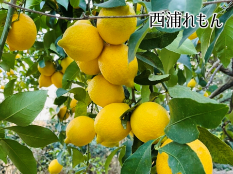 初夏の訪れ！甘夏（あまなつ）5kg 《おまけの国産レモン付》 仲屋 海瀬農園