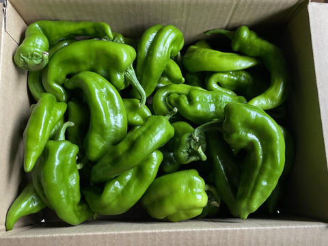 【有機JAS認証万願寺とうがらし：訳あり：1kg】お得な訳ありです！京の夏野菜といえばコレ！本物の京野菜をオーガニックで味わう！甘くて肉厚！万願寺とうがらし！そのまま焼いたら鰹節とお醤油で！