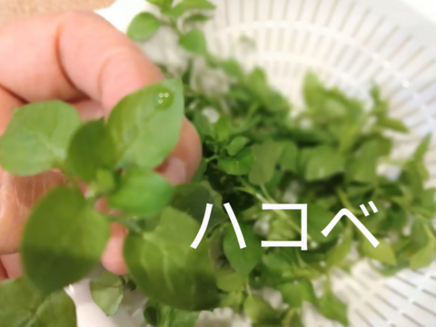 春先の柔らかなおまかせ野草セット🌿カラスノエンドウ、スギナ、ヨモギ、ハコベ、オオバコ、オオイヌフグリ、コツブツメクサ、カタバミ、その他 ※タイミングによって変化します※不用な野草はご連絡ください