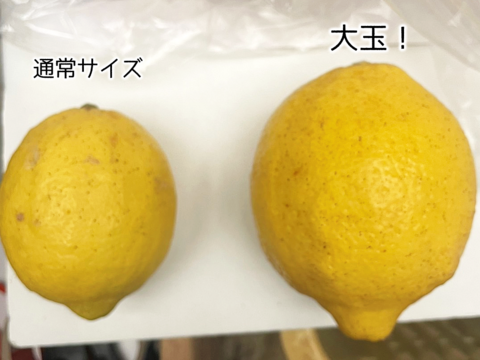 スイーツ作りに！【防腐剤・ワックス不使用】西浦れもん 大玉 2.7kg 仲屋 海瀬農園