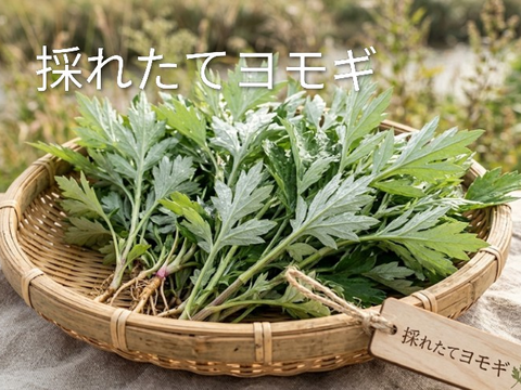 よもぎ生葉🌿30本（30苗）（約200g）以上🌿蓬☆上から15cmの柔らかいヨモギ🌿和ハーブ「ハーブの女王」高いデトックス・冷え性改善、抗酸化作用ビタミンK鉄分クロロフィル☆畑横の人が通らない林