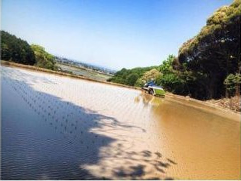 ●予約価格【白米10.5㎏／約70合】ミルキークイーン お米好きにオススメの希少品種！令和5年産特別栽培米【九州福岡のお米農家直販】