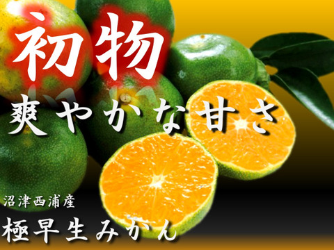 【完熟しました。】＜食べチョク限定＞　極早生みかん　3kg