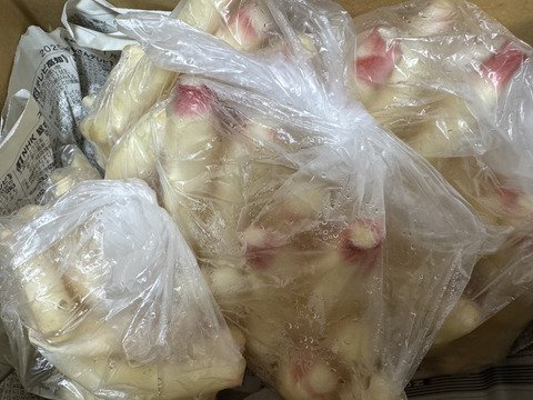 高知県産 ハウス　新生姜 　小さいサイズ　5キロ 限定販売】 柔らかい新芽部分だけ ！ SSサイズ 500g新生姜 高知