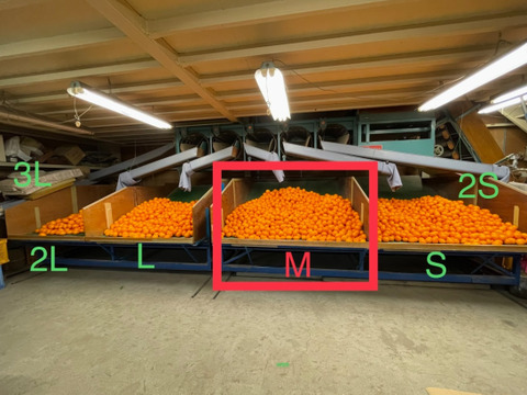 【希少】紅色🍊 定番Mサイズ3キロ箱　有田みかん
