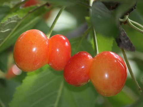 クール便🆒のみ《今年はゲリラ販売》ご家庭用佐藤錦バラ詰め1キロ