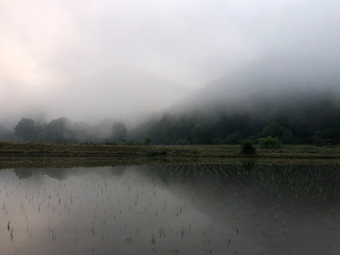 【超特栽❣️新米】ゆうだい21白米。甘味と粘りの綺麗な大粒❗️《超》特別栽培令和7年産能勢天神米“米王子🤴”《2kg真空パック》保存クリップ付。