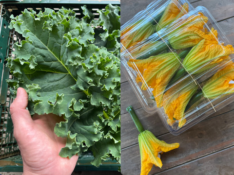 【カーリーケール＋花ズッキーニ】