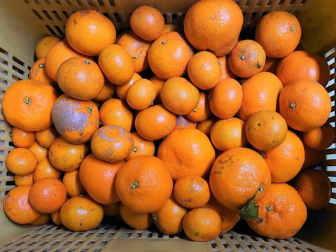 【超訳あり】完熟熟成みかん　10㎏（農家はジュース等に使用）